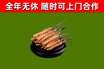 忻州回收散虫草